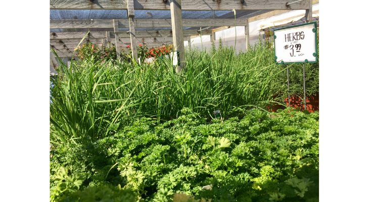 Fall Vegetable Gardens | The Garden Scoop | Illinois Extension | UIUC